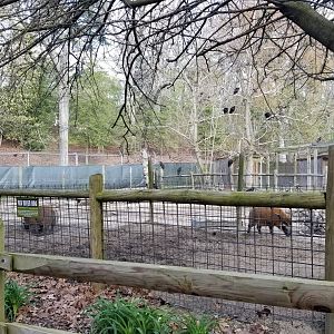 Cohanzick Zoo - Red river hog digging area