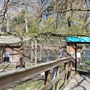 Cohanzick Zoo - Bennett's Wallaby