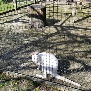 Cohanzick Zoo - Bennett's Wallaby