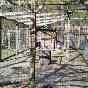 Cohanzick Zoo - Bennett's Wallaby