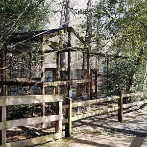 Cohanzick Zoo - Ring-neck pheasant