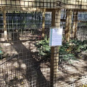 Cohanzick Zoo - RIng-neck pheasant