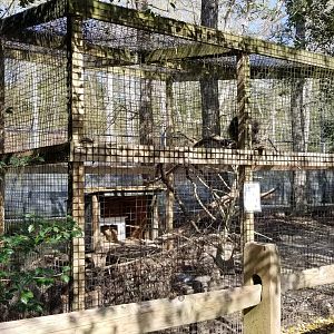 Cohanzick Zoo - North american porcupine