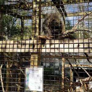 Cohanzick Zoo - North american porcupine