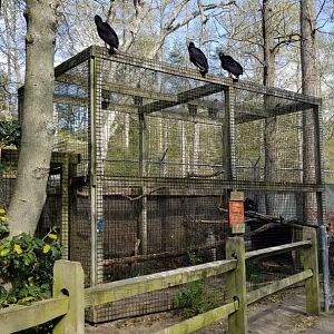 Cohanzick Zoo - Turkey vulture