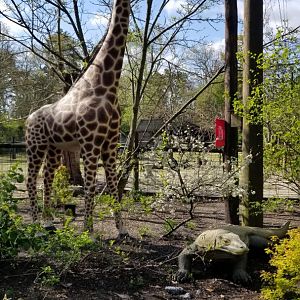 Cohanzick Zoo - Giraffe and komodo dragon statues