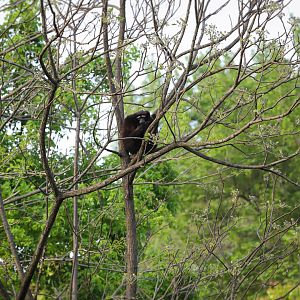 Hefei Wildlife Park - Skywalker hoolock gibbon?