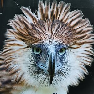 All the Birds of the World