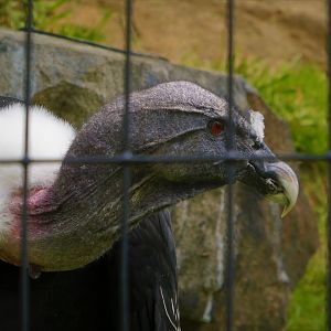 Andean Condor