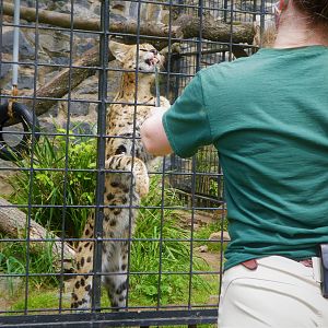 Target Training with Savannah the Serval
