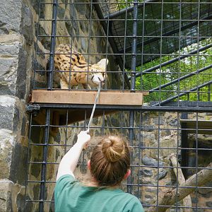 Target Training with Savannah the Serval