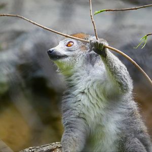 Madagascar - Crowned Lemur - Sophie