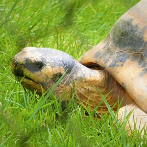 Madagascar - Radiated Tortoise