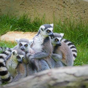 Madagascar - Ring-tailed Lemurs