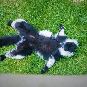 Madagascar - Black-and-white Ruffed Lemur