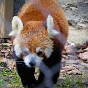 Himalayan Red Panda