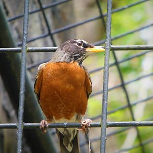 Brandywine Park - Eastern Robin