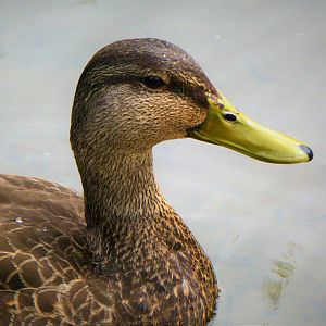 Brandywine Park - American Black Duck
