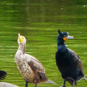 Brandywine Park - Double-crested Cormorants