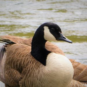 Brandywine Park - Interior Canada Goose