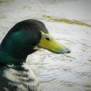 Brandywine Park - Domestic Duck