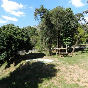 First lion exhibit - Belo Horizonte zoo