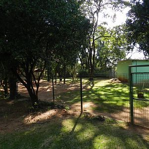 Greater rhea exhibit - Belo Horizonte zoo
