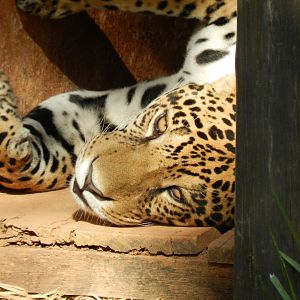 Male jaguar "Pytu" - Belo Horizonte zoo