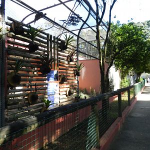 Aviary example - Belo Horizonte zoo