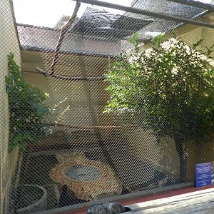 Alagoas curassow exhibit - Belo Horizonte zoo