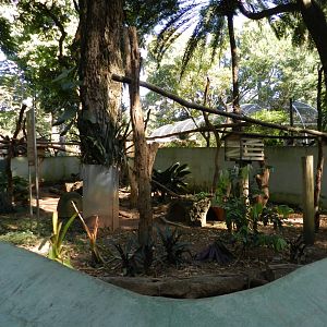 Lesser anteater exhibit - Belo Horizonte zoo