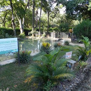 Broad-snouted caiman exhibit - Belo Horizonte zoo