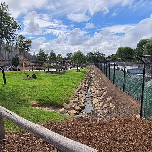 Free-roaming Western grey kangaroos