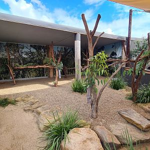 Koala enclosures