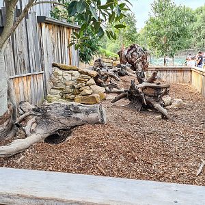 Common wombat enclosure