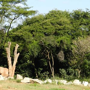 African elephant exhibit - Belo Horizonte zoo