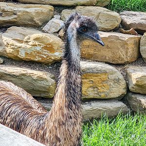 Emu