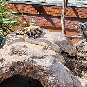 Lace monitor (Bell's phase)