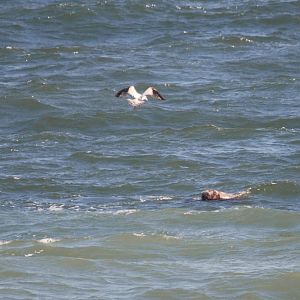 Atlantic Walrus, Tenby (Pembrokeshire), 24th April 2021