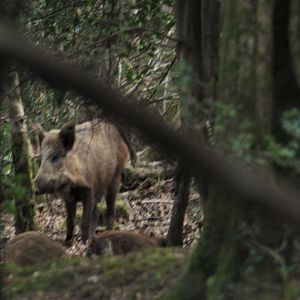 Wild Boar, RSPB Nagshead (Forest of Dean), 24th April 2021