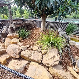 Tasmanian devil enclosure