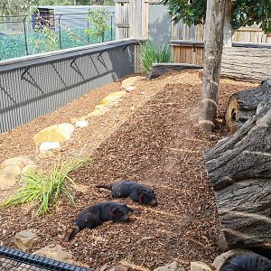 Tasmanian devil enclosure