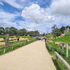 Wallaby alley - free roaming wallabies
