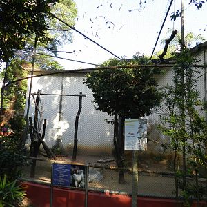 King vulture exhibit - Belo Horizonte zoo