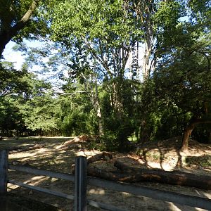 White rhino exhibit - Belo Horizonte zoo