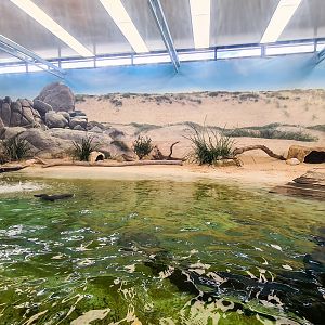 Little penguin enclosure