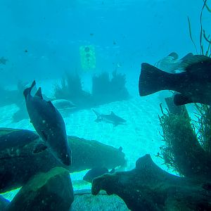 Aquarium with young Bull shark