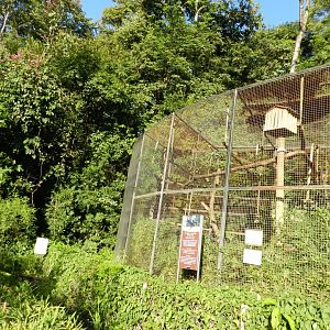 Black lion tamarin exhibit - Belo Horizonte zoo