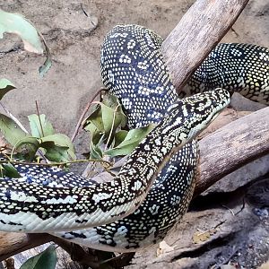 Diamond python