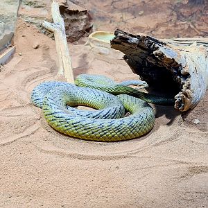 Inland taipan